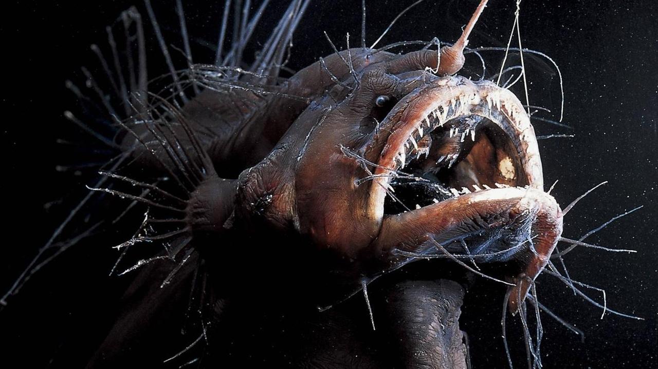 Ungewohnter Anblick: Ein weibliches Exemplar des Tiefsee-Anglerfischs "Caulophryne jordani" Ungewohnter Anblick: Ein weibliches Exemplar des Tiefsee-Anglerfischs "Caulophryne jordani"