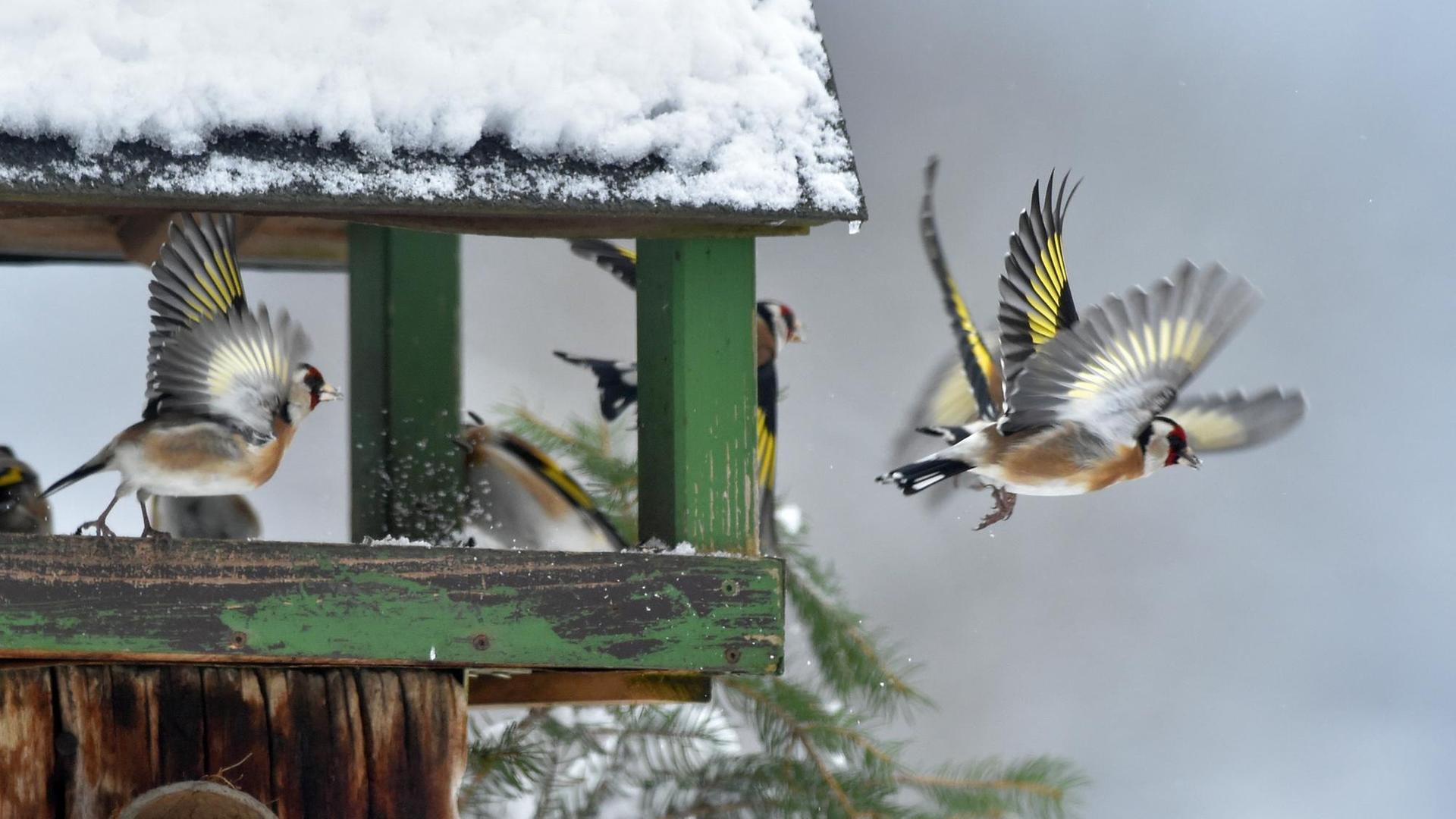 Vögel fliegen zu einem überschneiten Vogelhäuschen und finden dort Nahrung Vögel fliegen zu einem überschneiten Vogelhäuschen und finden dort Nahrung