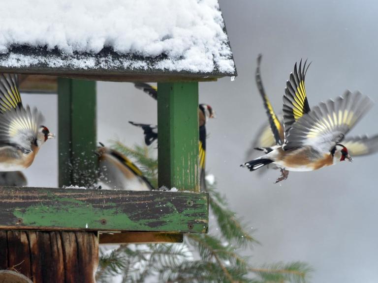 Vögel fliegen zu einem überschneiten Vogelhäuschen und finden dort Nahrung