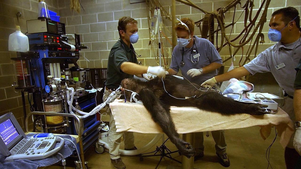 Tierärzte machen ein Kardiogramm bei Sam, einem alten Schimpansen mit Herzinsuffizienz im Sacramento Zoo (13.10.2004). Tierärzte machen ein Kardiogramm bei Sam, einem alten Schimpansen mit Herzinsuffizienz im Sacramento Zoo (13.10.2004).