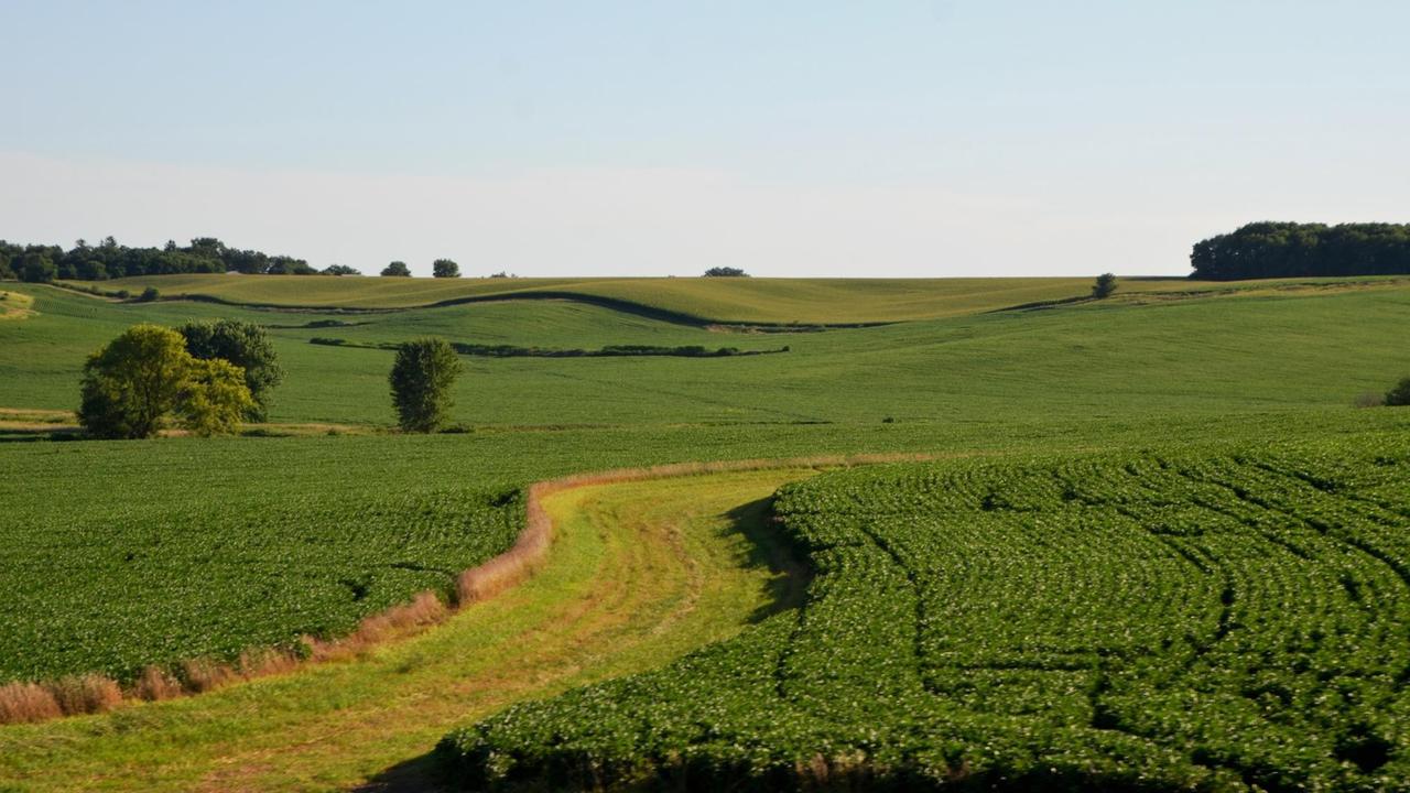 Monokulturen von Mais und Soja in Iowa, USA Monokulturen von Mais und Soja in Iowa, USA