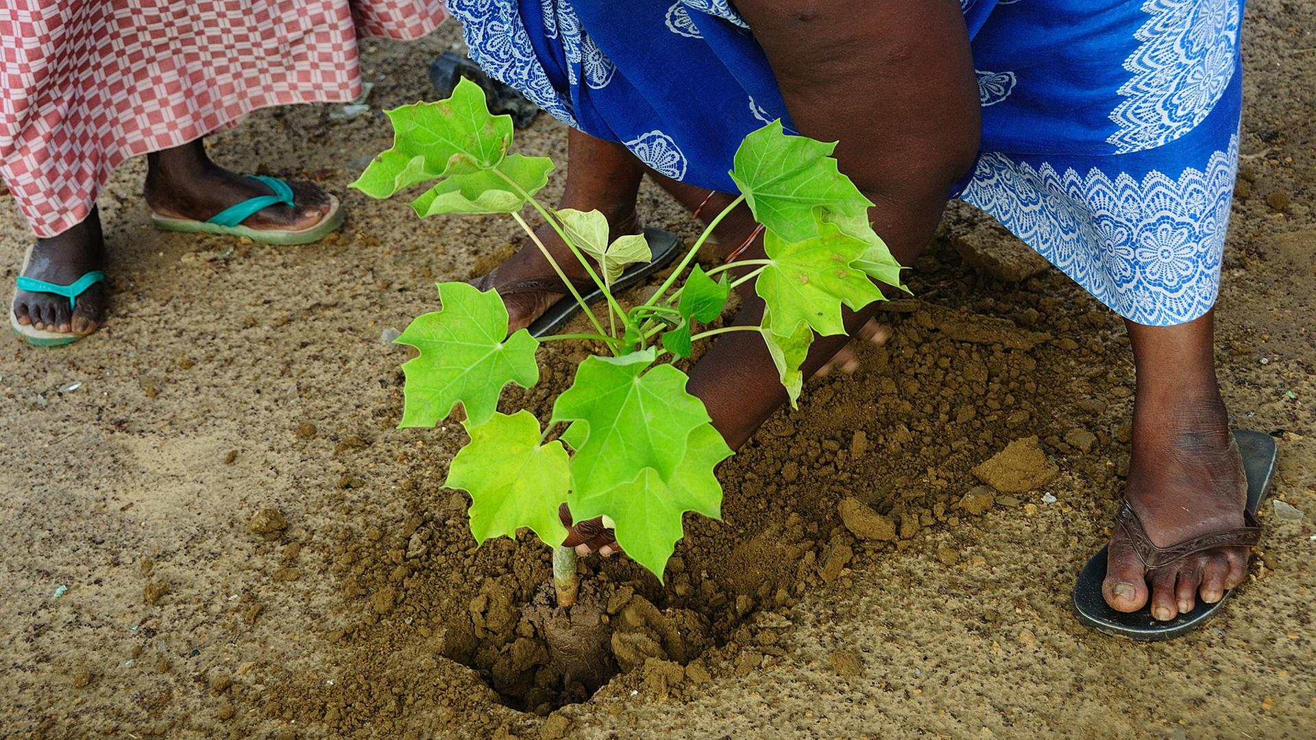 Eine Aufforstung im Senegal Eine Aufforstung im Senegal