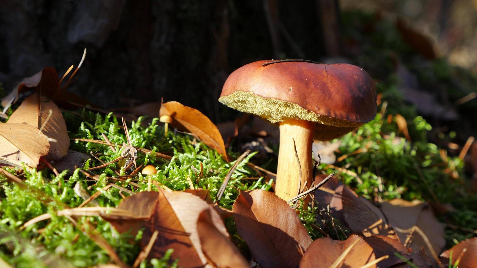 Ein Maronenröhrling am Fuß eines Baums umgeben von Moos und Herbstlaub Ein Maronenröhrling am Fuß eines Baums umgeben von Moos und Herbstlaub