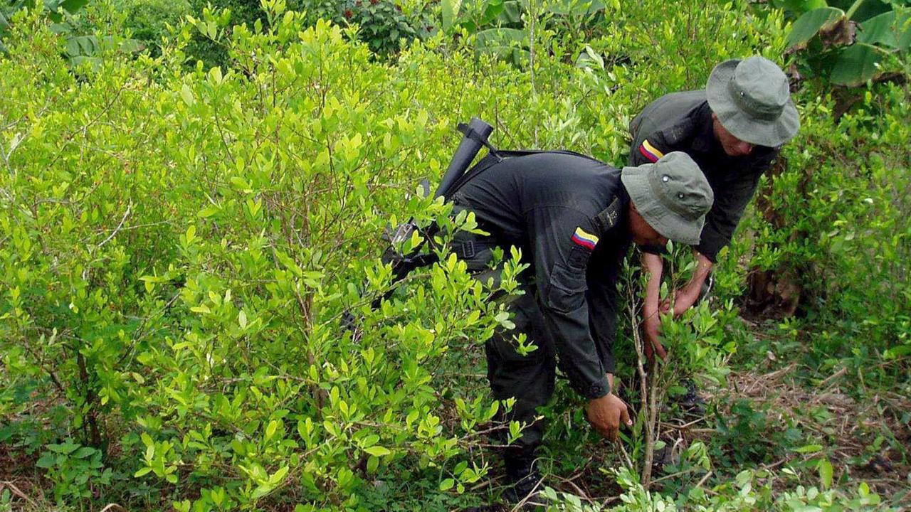 Drogenpolizei auf einer illegalen Koka-Plantage im Nordwesten Kolumbiens Drogenpolizei auf einer illegalen Koka-Plantage im Nordwesten Kolumbiens