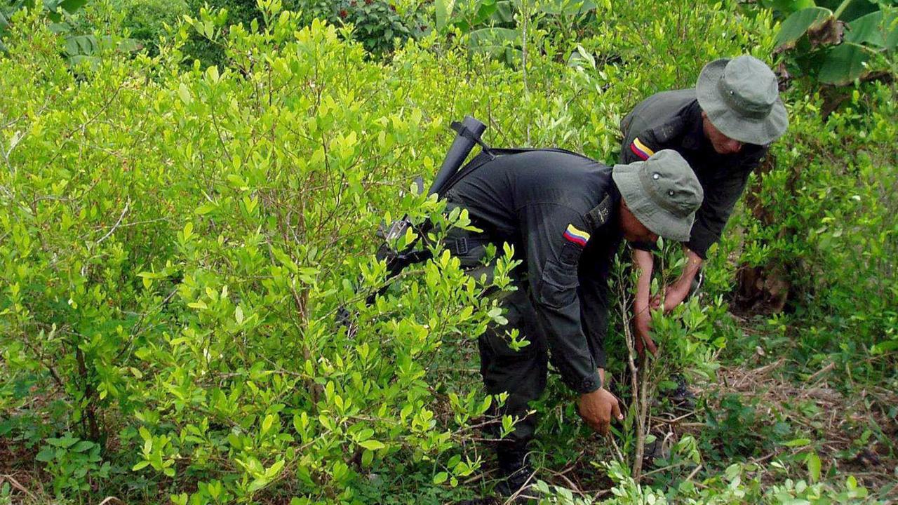Drogenpolizei auf einer illegalen Koka-Plantage im Nordwesten Kolumbiens.