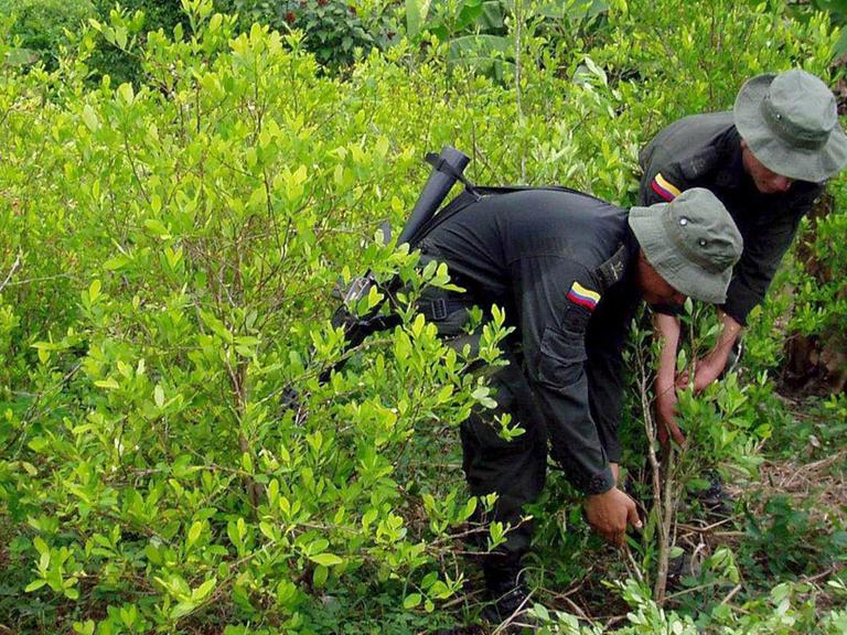Drogenpolizei auf einer illegalen Koka-Plantage im Nordwesten Kolumbiens