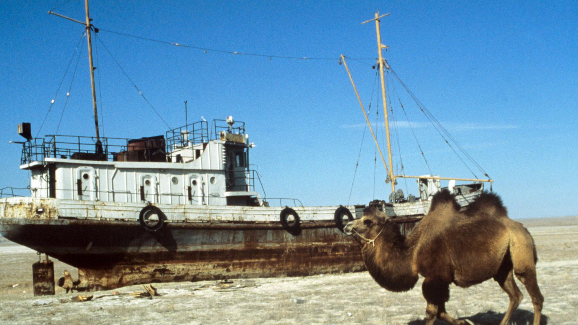 Ein Schiff auf dem Trockenen, aufgenommen 1989. Im Vordergrund ein Kamel. Auf Grund extremer Wasserentnahme in den vergangenen Jahren zur Bewässerung von Baumwollplantagen in Usbekistan und Kasachstan versandet der einst viertgrößte See der Welt stetig.