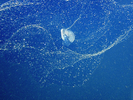 Geschwänzte Manteltiere wie hier Bathochordaeus steuern mit ihren Schleimnetzen einen großen Teil zur Nahrung der Tiefsee bei. Geschwänzte Manteltiere wie hier Bathochordaeus steuern mit ihren Schleimnetzen einen großen Teil zur Nahrung der Tiefsee bei.