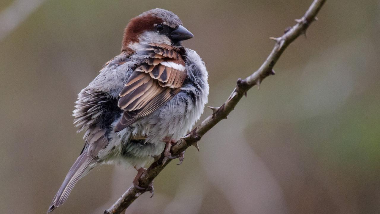Ein Haussperling, mit wissenschaftlichem Namen passer domesticus. Ein Haussperling, mit wissenschaftlichem Namen passer domesticus.
