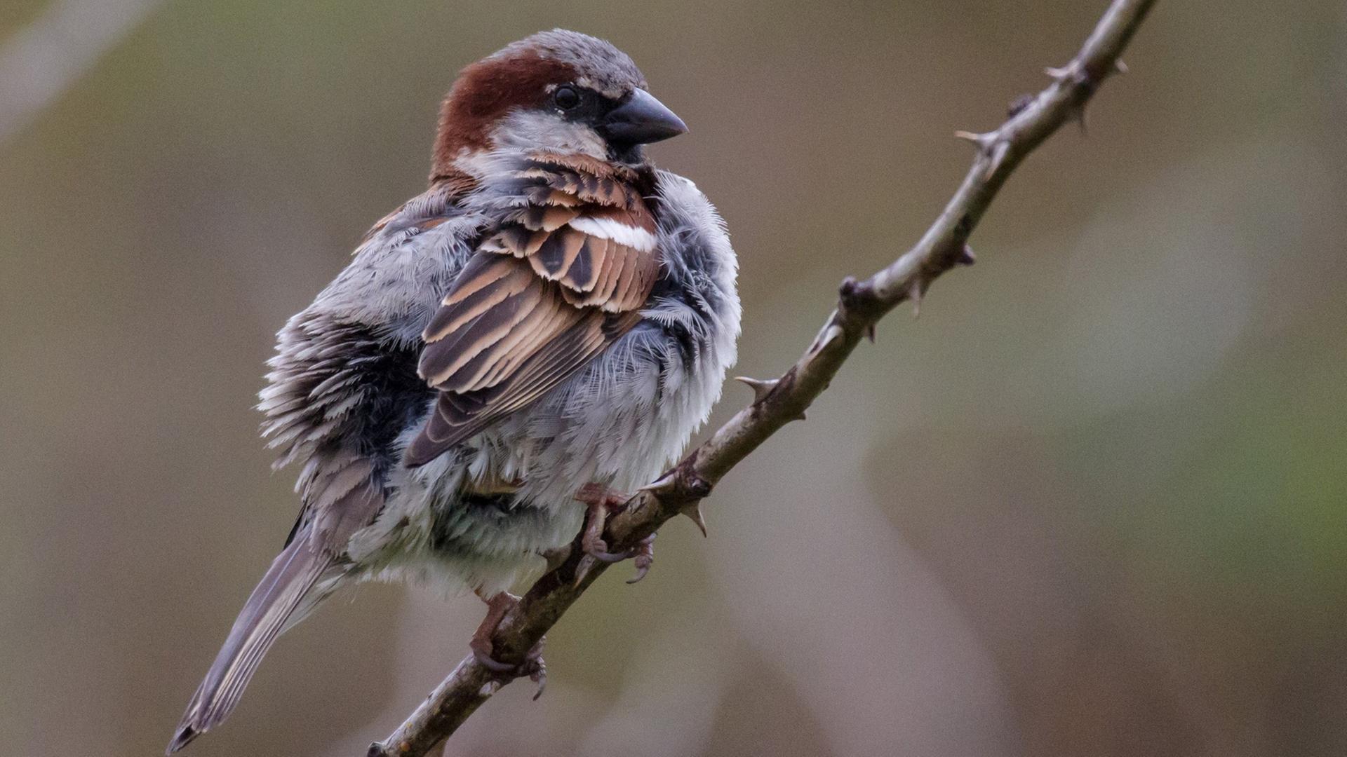 Ein Haussperling, mit wissenschaftlichem Namen passer domesticus. Ein Haussperling, mit wissenschaftlichem Namen passer domesticus.