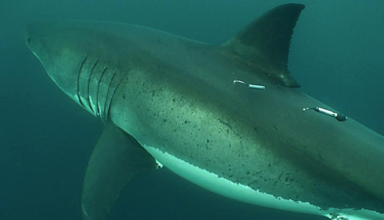 Blick auf den Rücken eines Haies, auf dem zwei Instrumente angebracht sind, mit denen kalifornische Forscher die Bewegungen des Tieres aufzeichnen und übermitteln.