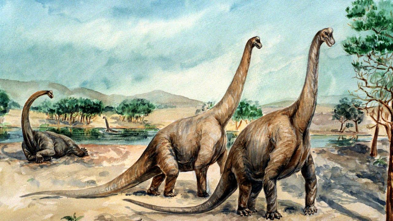 Auf der Zeichnung sind drei Dinosaurier zu sehen, die sehr lange Schwänze und lange Hälse haben Auf der Zeichnung sind drei Dinosaurier zu sehen, die sehr lange Schwänze und lange Hälse haben