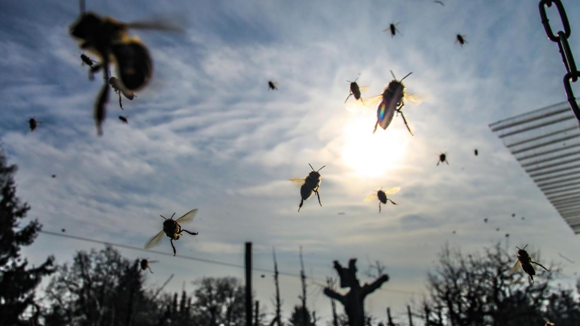 Bienen kehren zu ihrem Stock auf dem Lohrberg im Nordosten von Frankfurt am Main zurück. Bienen kehren zu ihrem Stock auf dem Lohrberg im Nordosten von Frankfurt am Main zurück.