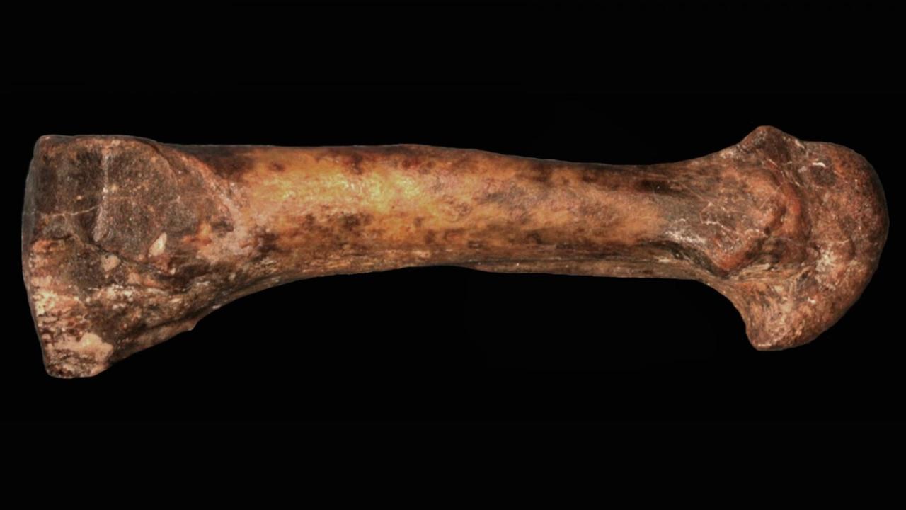 Die Artgenossen der Urfrau «Lucy» gingen vor 3,2 Millionen Jahren mit Sicherheit aufrecht. Das schließen US-Forscher aus dem Fund eines Mittelfußknochens in Äthopien (undatierte Aufnahme). Die Artgenossen der Urfrau «Lucy» gingen vor 3,2 Millionen Jahren mit Sicherheit aufrecht. Das schließen US-Forscher aus dem Fund eines Mittelfußknochens in Äthopien (undatierte Aufnahme).