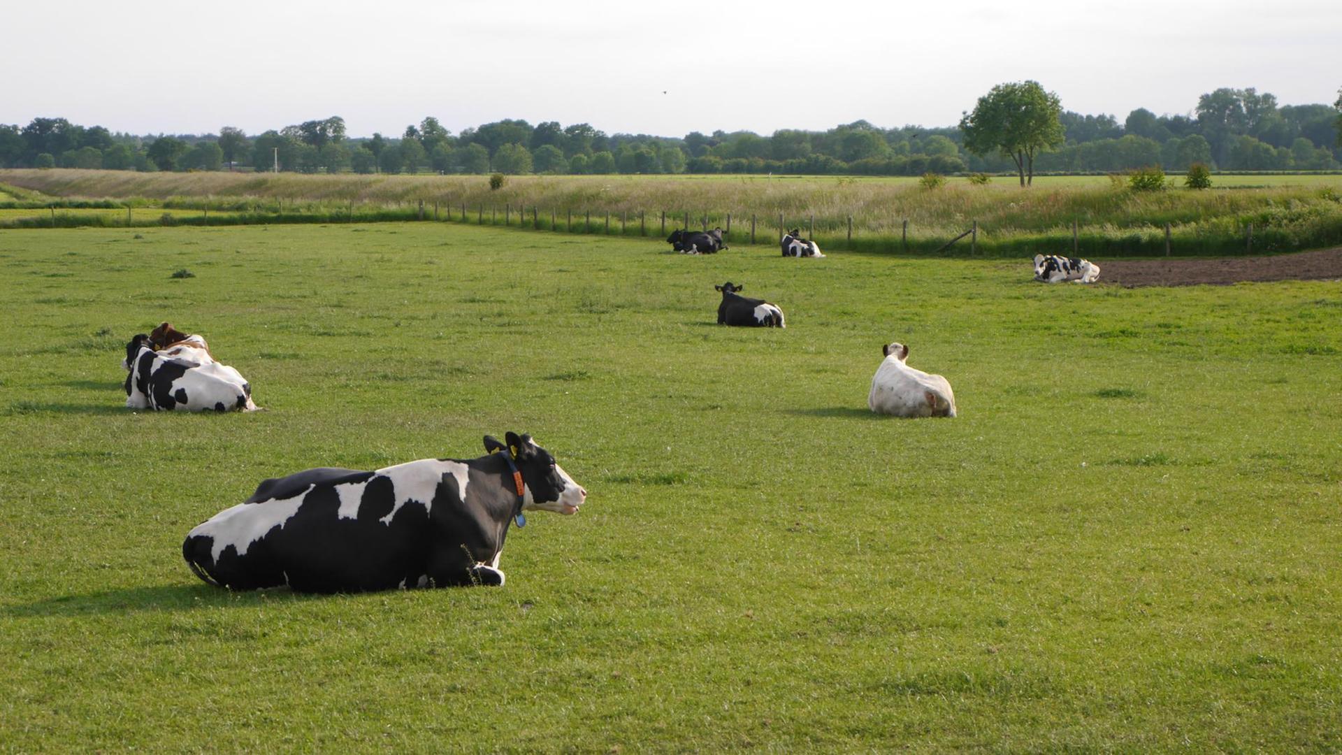 Kühe liegen auf einer Weide.