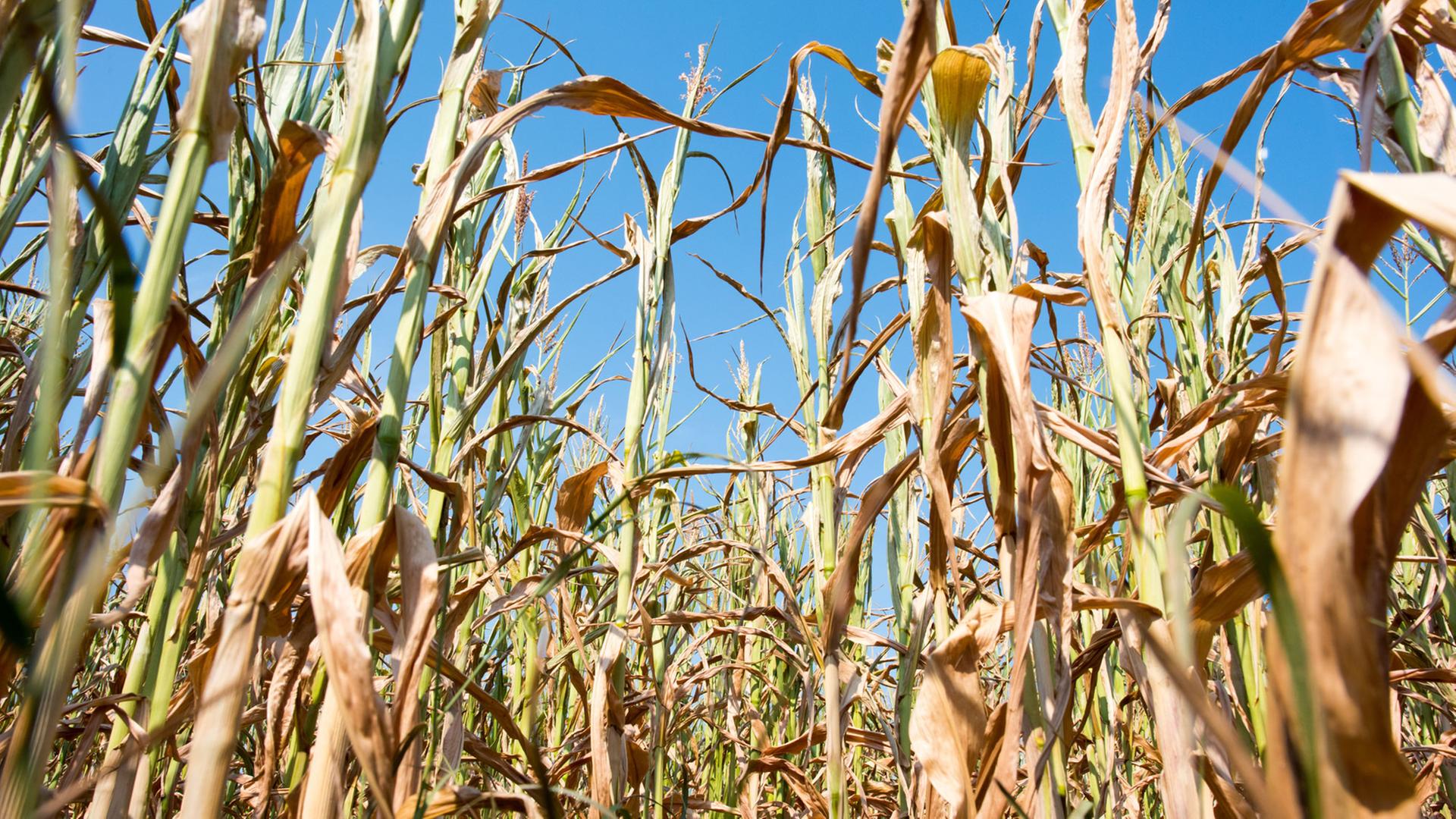 Fast vertrocknet und viel zu klein sind Maispflanzen am 08.08.2015 auf einem Feld nahe Frankfurt (Oder) (Brandenburg). Die anhaltende Trockenheit macht besonders der Landwirtschaft zu schaffen. 25 Liter Regen pro Quadratmeter sind in Teilen der Region in den Monaten März bis Anfang Juni gefallen, benötigt werden von den Bauern aber etwa 120-150 Liter. Foto: Patrick Pleul/dpa Fast vertrocknet und viel zu klein sind Maispflanzen am 08.08.2015 auf einem Feld nahe Frankfurt (Oder) (Brandenburg). Die anhaltende Trockenheit macht besonders der Landwirtschaft zu schaffen. 25 Liter Regen pro Quadratmeter sind in Teilen der Region in den Monaten März bis Anfang Juni gefallen, benötigt werden von den Bauern aber etwa 120-150 Liter. Foto: Patrick Pleul/dpa