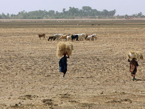Alltag in der Sahelzone: Hirten in Mali Alltag in der Sahelzone: Hirten in Mali