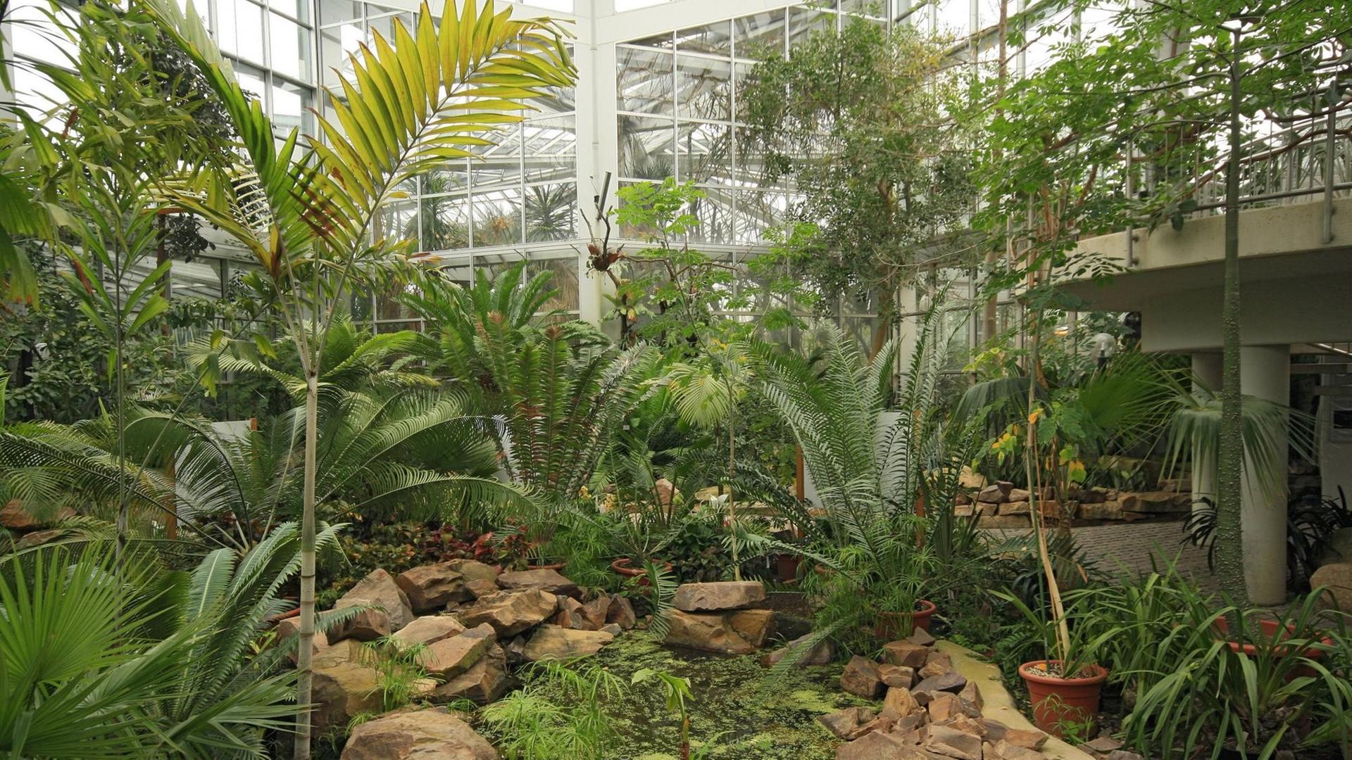 Innenansicht eines Palmenhauses im Frankfurter Palmengarten Innenansicht eines Palmenhauses im Frankfurter Palmengarten