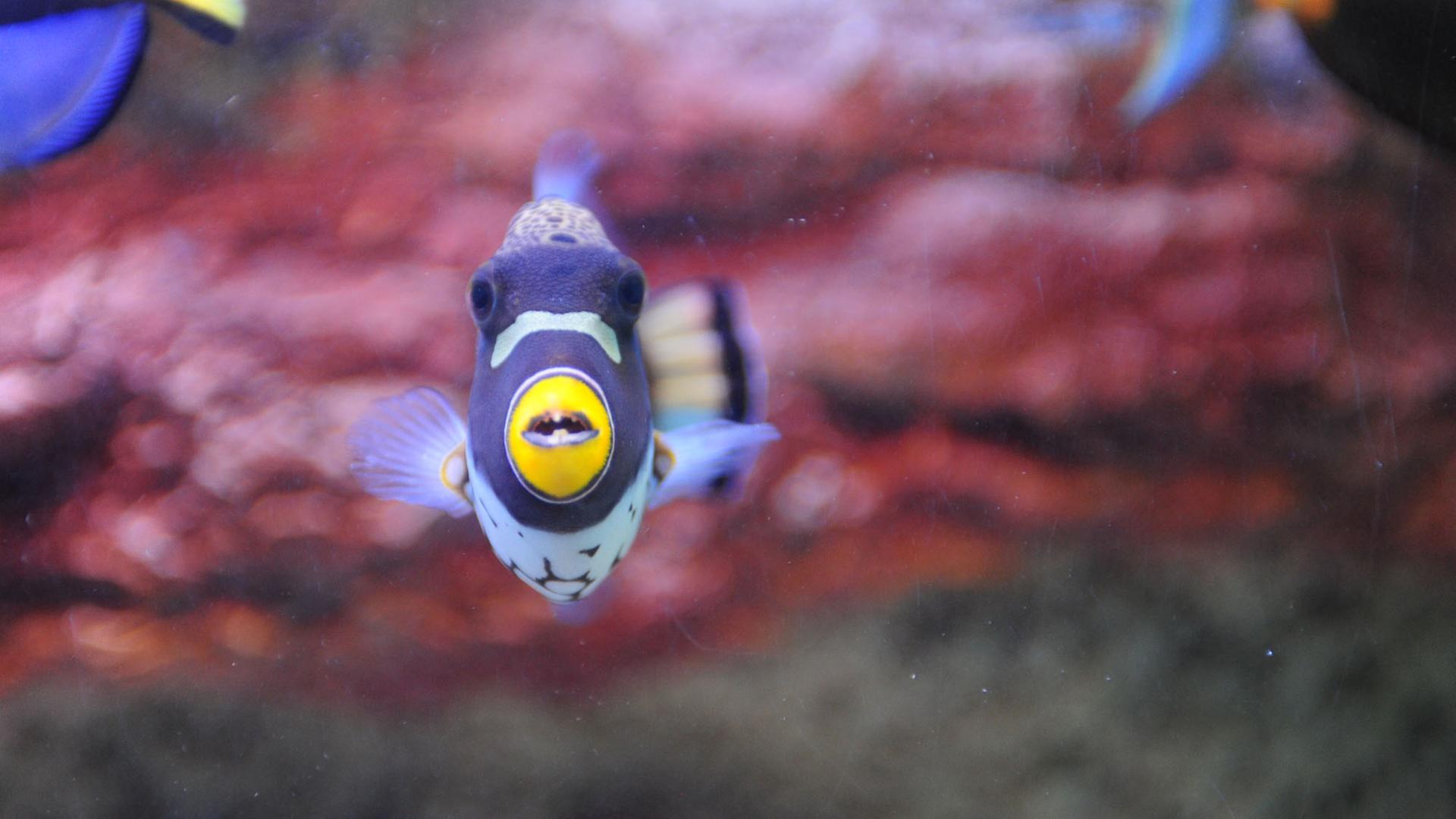 Dieser Mister Blue ist zwar ein Clownfisch und kein Linksflossenbläuling, aber mindestens ebenso schön. Dieser Mister Blue ist zwar ein Clownfisch und kein Linksflossenbläuling, aber mindestens ebenso schön.