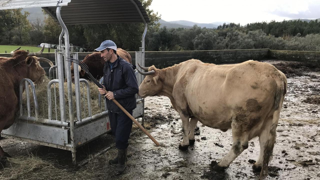 Ein Mann mit Käppi, Arbeitsanzug und Gummistiefeln füttert seine drei Kühe auf dem Hof mit Heu, die Futtergabel in der Hand. Ein Mann mit Käppi, Arbeitsanzug und Gummistiefeln füttert seine drei Kühe auf dem Hof mit Heu, die Futtergabel in der Hand.