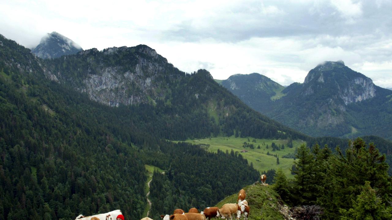 Die Sennerin Lisa Schlagbauer mit ihren Kühen auf einem Bergkamm auf der Rampoldalm in Oberbayern am 15.07.2004. Die Sennerin Lisa Schlagbauer mit ihren Kühen auf einem Bergkamm auf der Rampoldalm in Oberbayern am 15.07.2004.