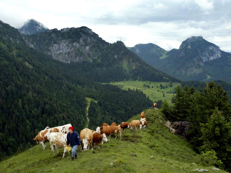 Die Sennerin Lisa Schlagbauer mit ihren Kühen auf einem Bergkamm auf der Rampoldalm in Oberbayern am 15.07.2004.