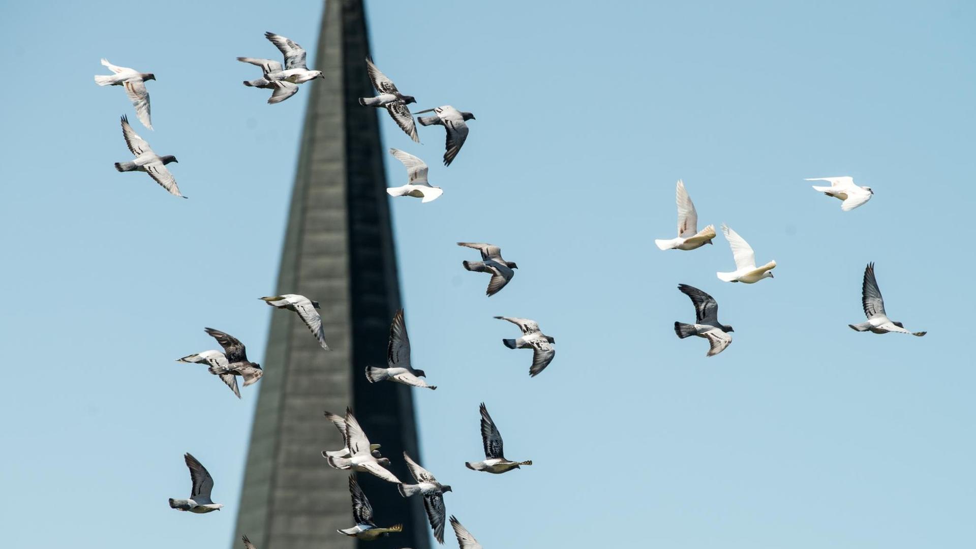 Tauben von Taubenzüchter Hans Alznauer fliegen in Bad Füssing (Niederbayern) vor einem Kirchturm. Tauben von Taubenzüchter Hans Alznauer fliegen in Bad Füssing (Niederbayern) vor einem Kirchturm.