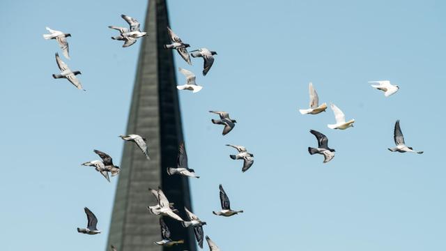 Tauben von Taubenzüchter Hans Alznauer fliegen in Bad Füssing (Niederbayern) vor einem Kirchturm.