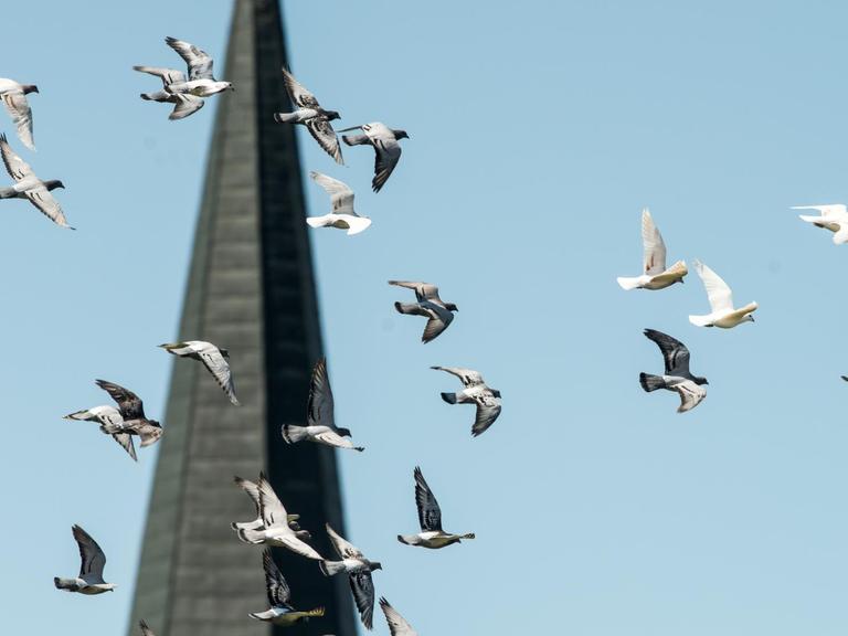 Tauben von Taubenzüchter Hans Alznauer fliegen in Bad Füssing (Niederbayern) vor einem Kirchturm.