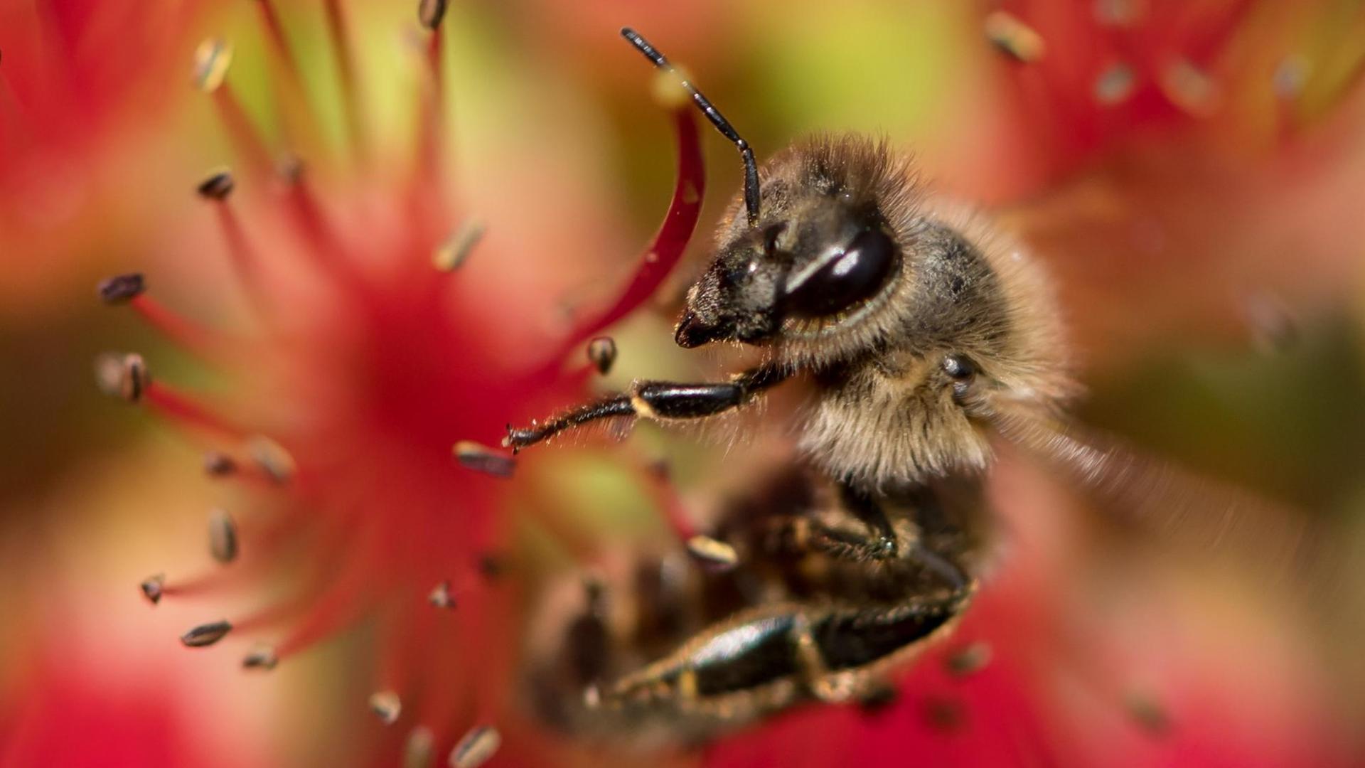 Zu sehen ist eine Biene, die sich am 29.05.2017 in München im Botanischen Garten im Landeanflug auf eine Blüte von einem Zitronen-Zylinderputzer befindet. Zu sehen ist eine Biene, die sich am 29.05.2017 in München im Botanischen Garten im Landeanflug auf eine Blüte von einem Zitronen-Zylinderputzer befindet.
