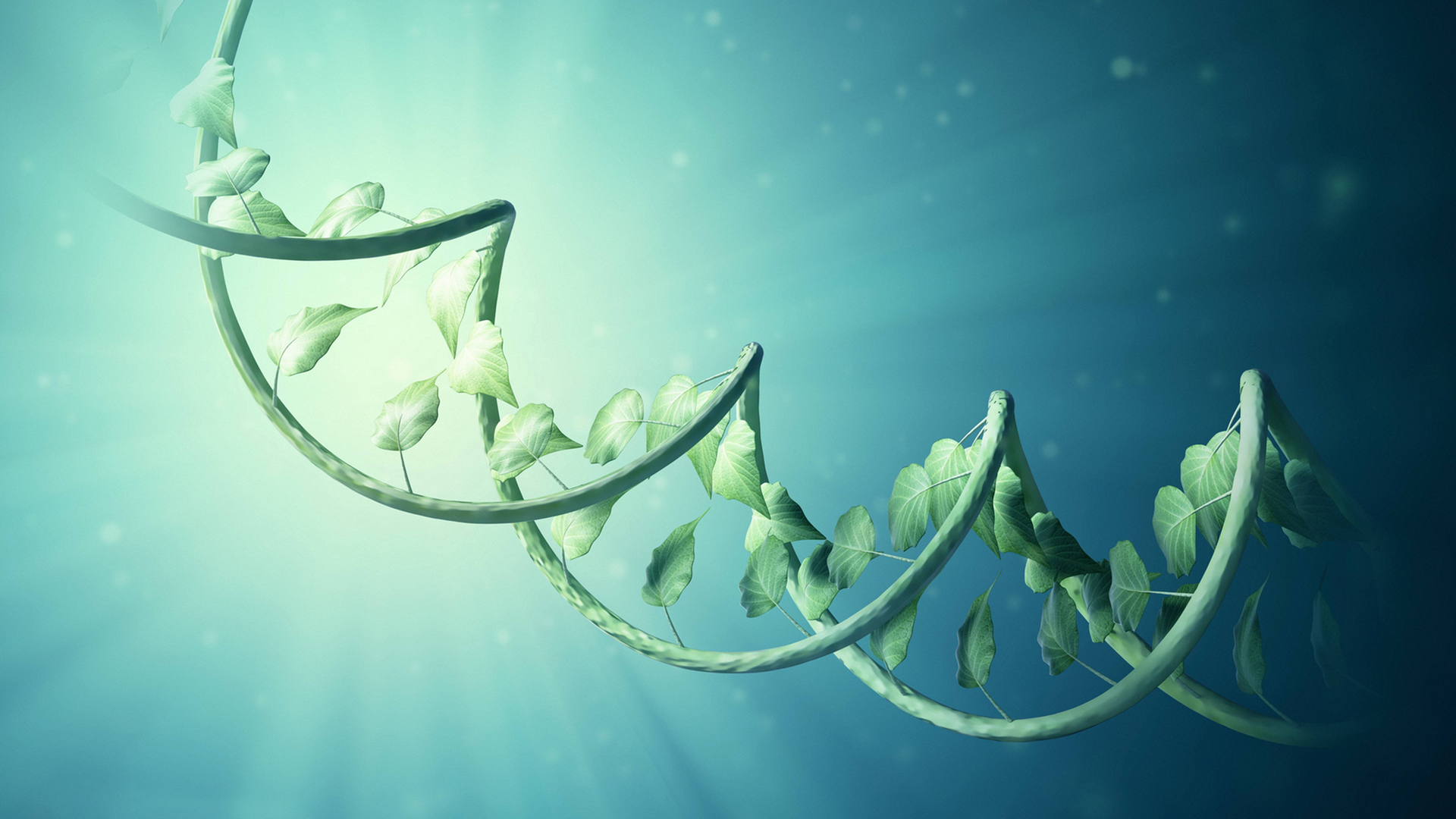 DNA-Stränge aus Pflanzenblättern (Zeichnung) DNA-Stränge aus Pflanzenblättern (Zeichnung)