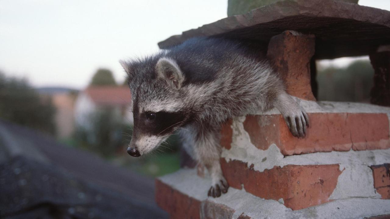Ein junger Waschbär schaut aus dem Schornstein. Ein junger Waschbär schaut aus dem Schornstein.