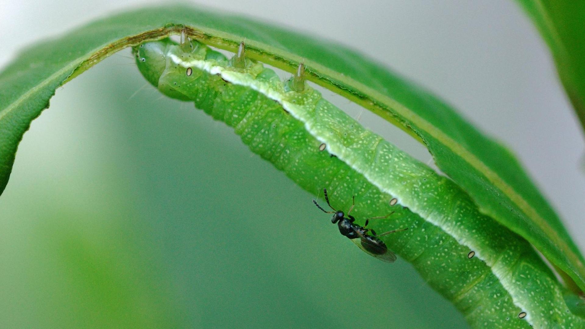 Parasitäre Erzwespe (Chalcidoidea sp.), adultes Weibchen legt Eier auf Raupe der Gothica-Kätzcheneule (Orthosia gothica), auf Lorbeerbaum (Laurus nobilis)