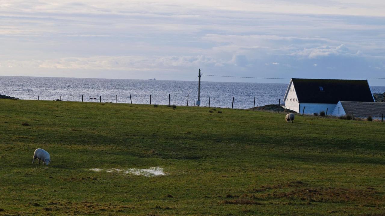 Schafe auf einer Wiese auf der norwegischen Insel Utsira Schafe auf einer Wiese auf der norwegischen Insel Utsira