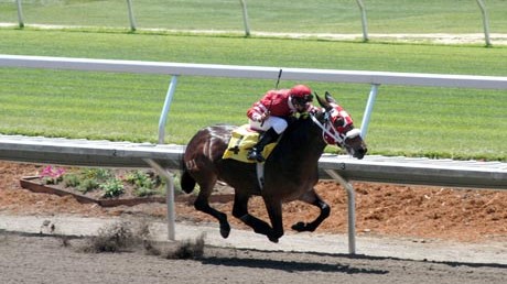 Das Klon-Maultier Idaho Gem mit Jockey auf dem Rücken in vollem Gallopp auf der Rennbahn Das Klon-Maultier Idaho Gem mit Jockey auf dem Rücken in vollem Gallopp auf der Rennbahn