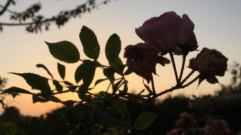 Im Abendrot reckt sich eine Rose in den Himmel.