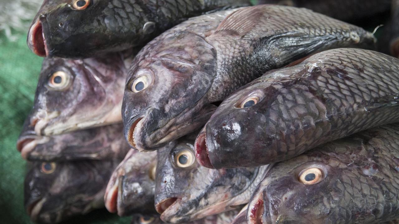 Tote Fische liegen aufgestapelt da. Tote Fische liegen aufgestapelt da.