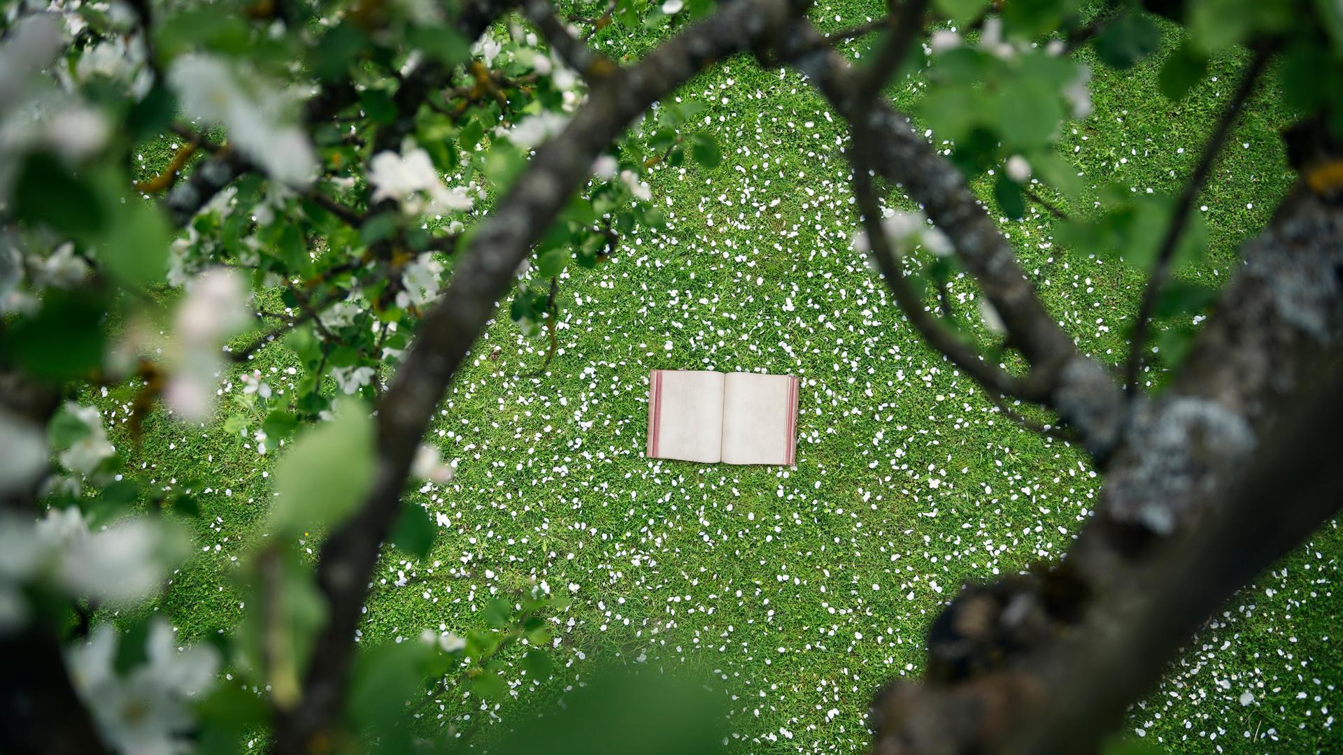 Ein Buch liegt auf einer Wiese unter einem blühenden Apfelbaum. Ein Buch liegt auf einer Wiese unter einem blühenden Apfelbaum.