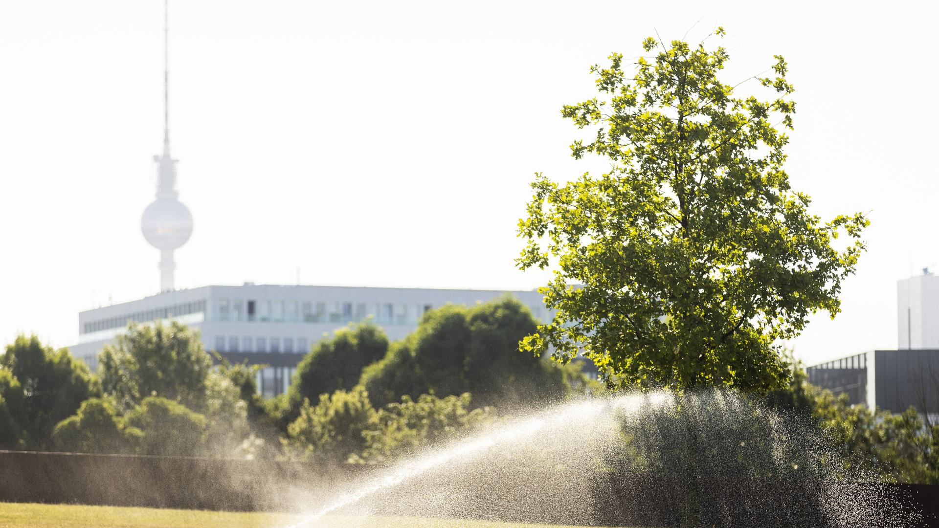 Eine Wiese und ein Baum werden bewässert im Berliner Regierungsviertel 
