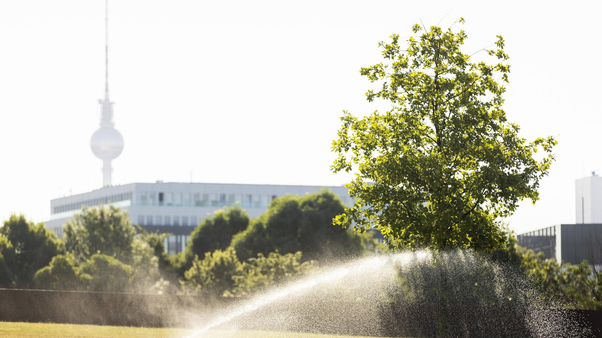 Eine Wiese und ein Baum werden bewässert im Berliner Regierungsviertel Eine Wiese und ein Baum werden bewässert im Berliner Regierungsviertel