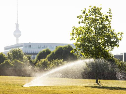 Eine Wiese und ein Baum werden bewässert im Berliner Regierungsviertel 