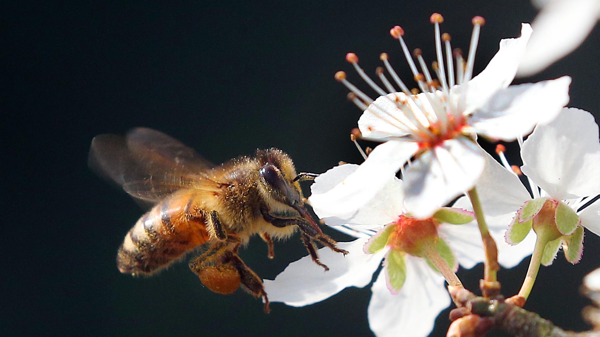 Eine Honigbiene (Apis mellifera) fliegt mit prallen "Höschen" voller Pollen die Blüten eines Mirabellenbaumes an. Eine Honigbiene (Apis mellifera) fliegt mit prallen "Höschen" voller Pollen die Blüten eines Mirabellenbaumes an.