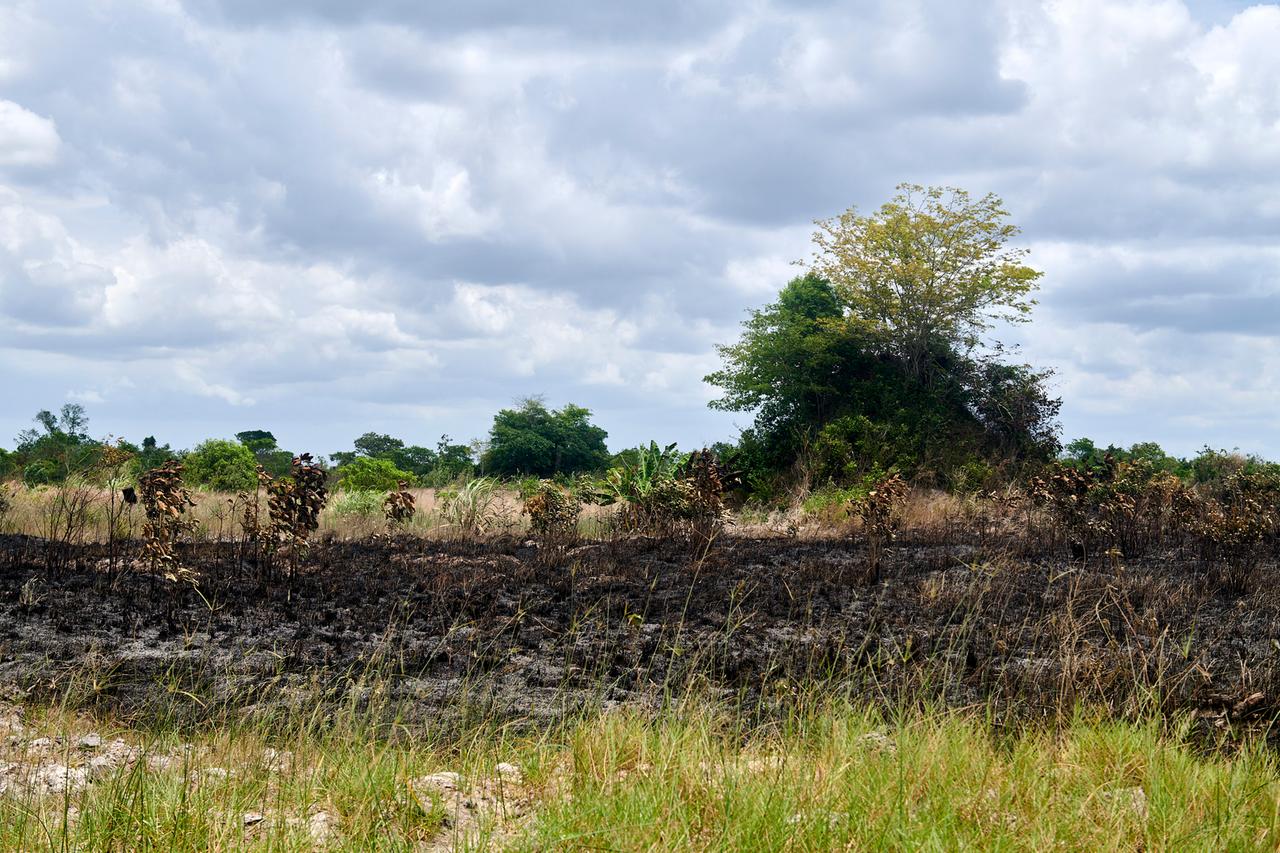 Felder auf gerodeten Waldflächen, die vor der Aussaat abgebrannt wurden