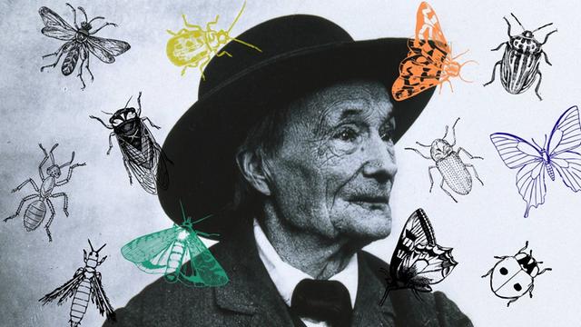Eine Collage vom Portrait Jean-Henri Fabre mit Insekten. 