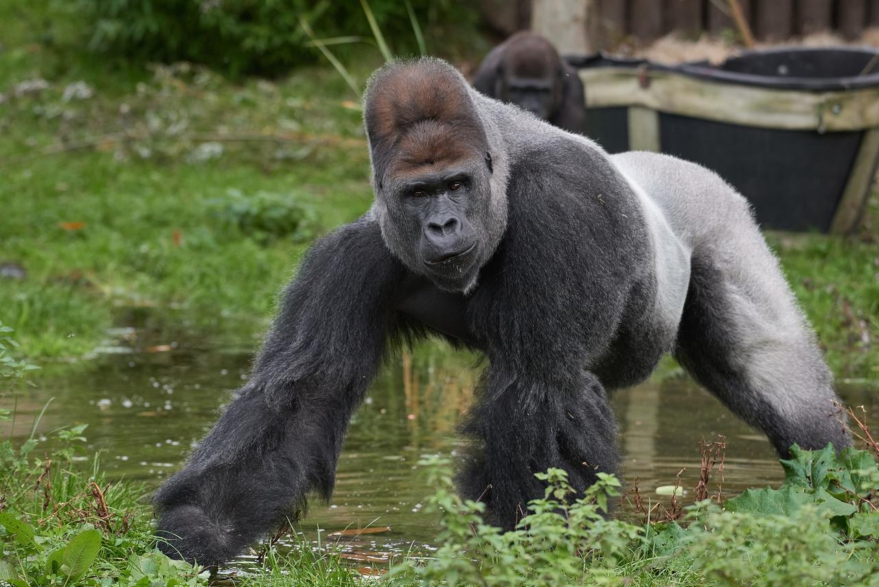 Ein Gorilamännchen im Außengehege des Krefelder Zoos blickt in die Kamera. Im Hintergrund ist ein Weibchen zu sehen. 