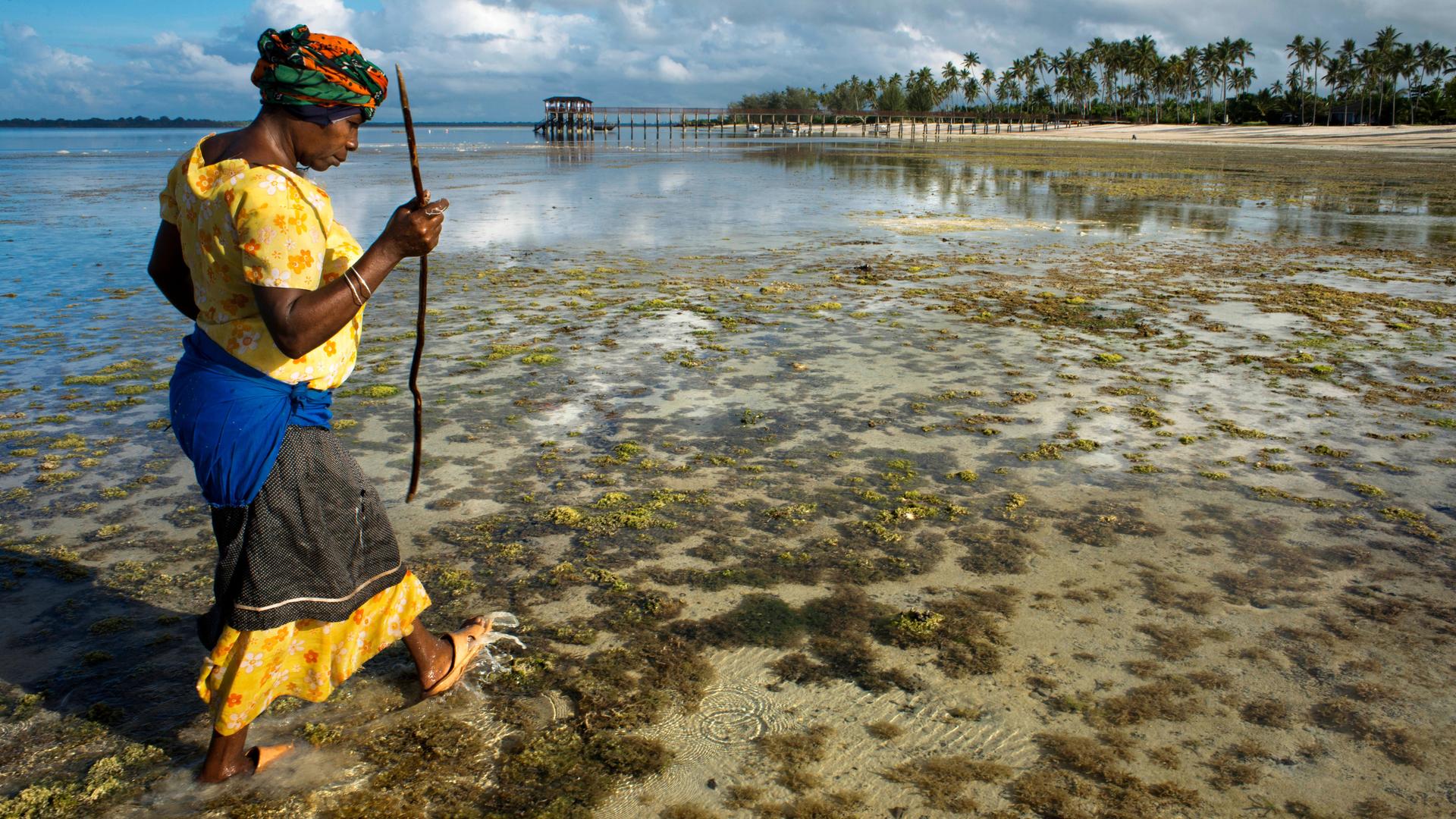 Frau auf Sansibar beim Sammeln von Seetang während der Ebbe. Der Seetang wird unter anderem für die Produktion von Seifen und Kosmektikprodukten genutzt.