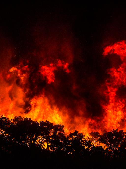 Einzelne Bäume ragen wie Scheerenschnitte vor einer hohe Wand aus Flammen hervor in einem Waldgebiet in Portugal.