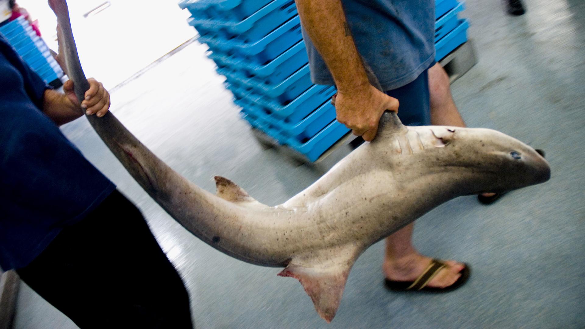 Zwei Männer tragen einen Hundshai auf dem Fischmarkt in Almeria, Spanien Zwei Männer tragen einen Hundshai auf dem Fischmarkt in Almeria, Spanien