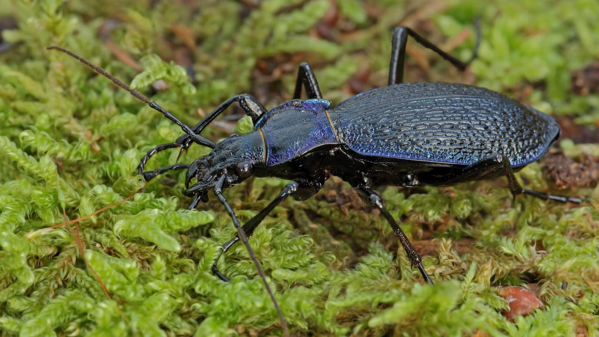 Dunkelblauer Laufkaefer (Carabus intricatus) Dunkelblauer Laufkaefer (Carabus intricatus)