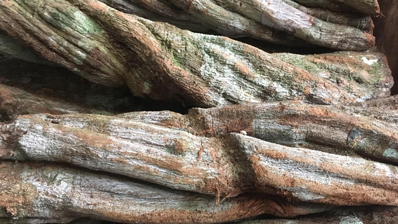 Alte Ayahuascastämme Alte Ayahuascastämme